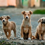 Att tänka på – försäkring för hund