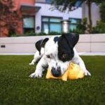Livet med hund – Valpen som familjemedlem
