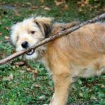 Därför spelar hundmaten så stor roll