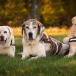 Hundsaker och tillbehör du behöver